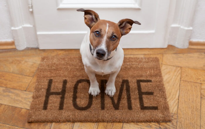 The Art of Pet-Friendly House Cleaning in Cape Coral, FL