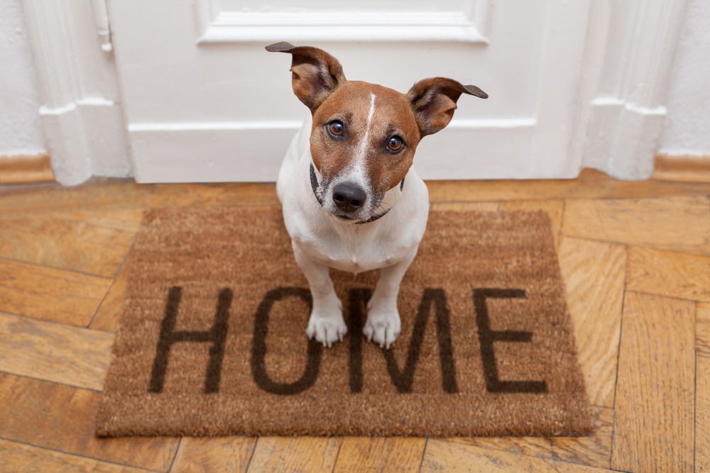 The Art of Pet-Friendly House Cleaning in Cape Coral, FL